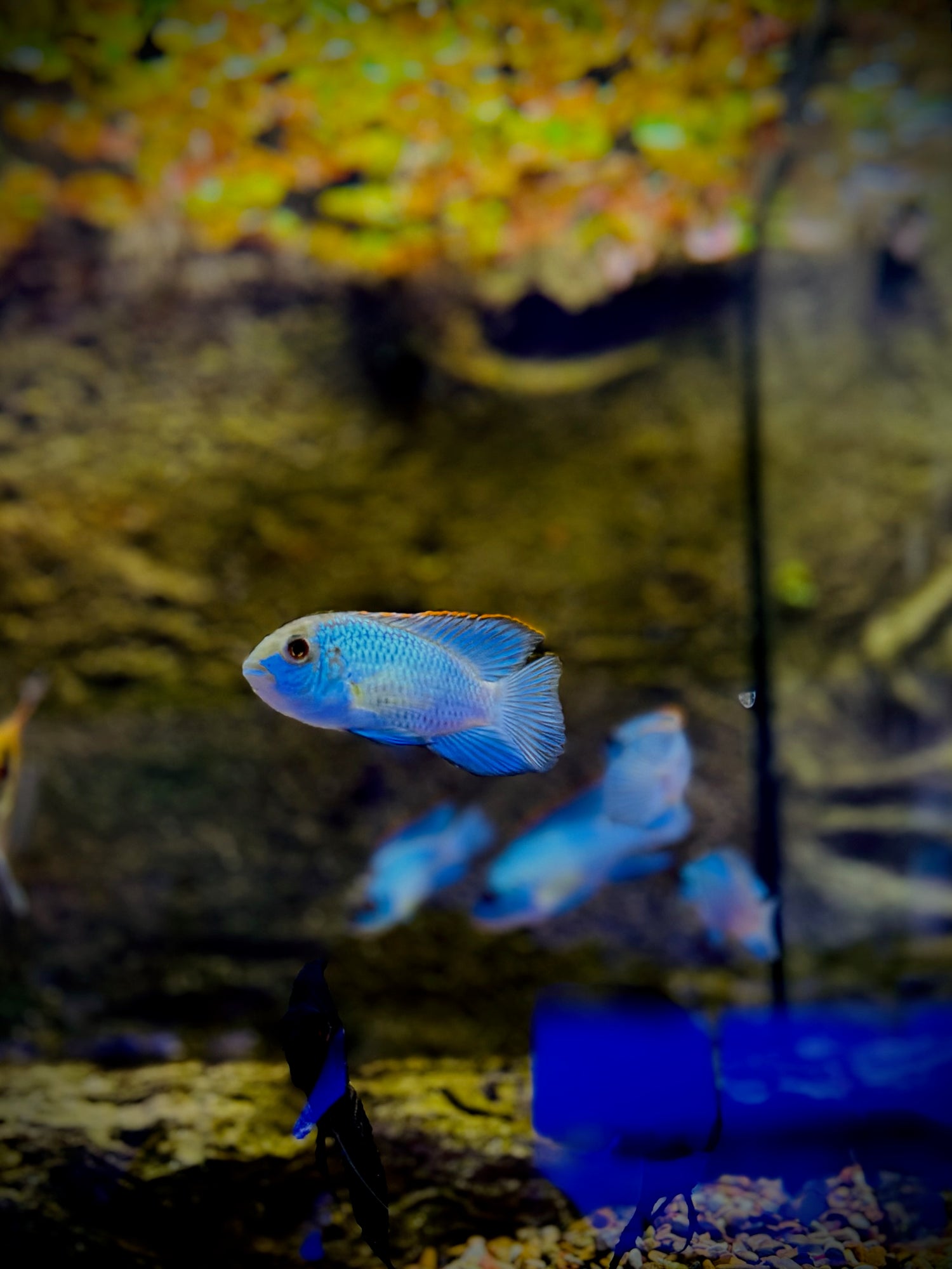 Electric Blue Acara Cichlid