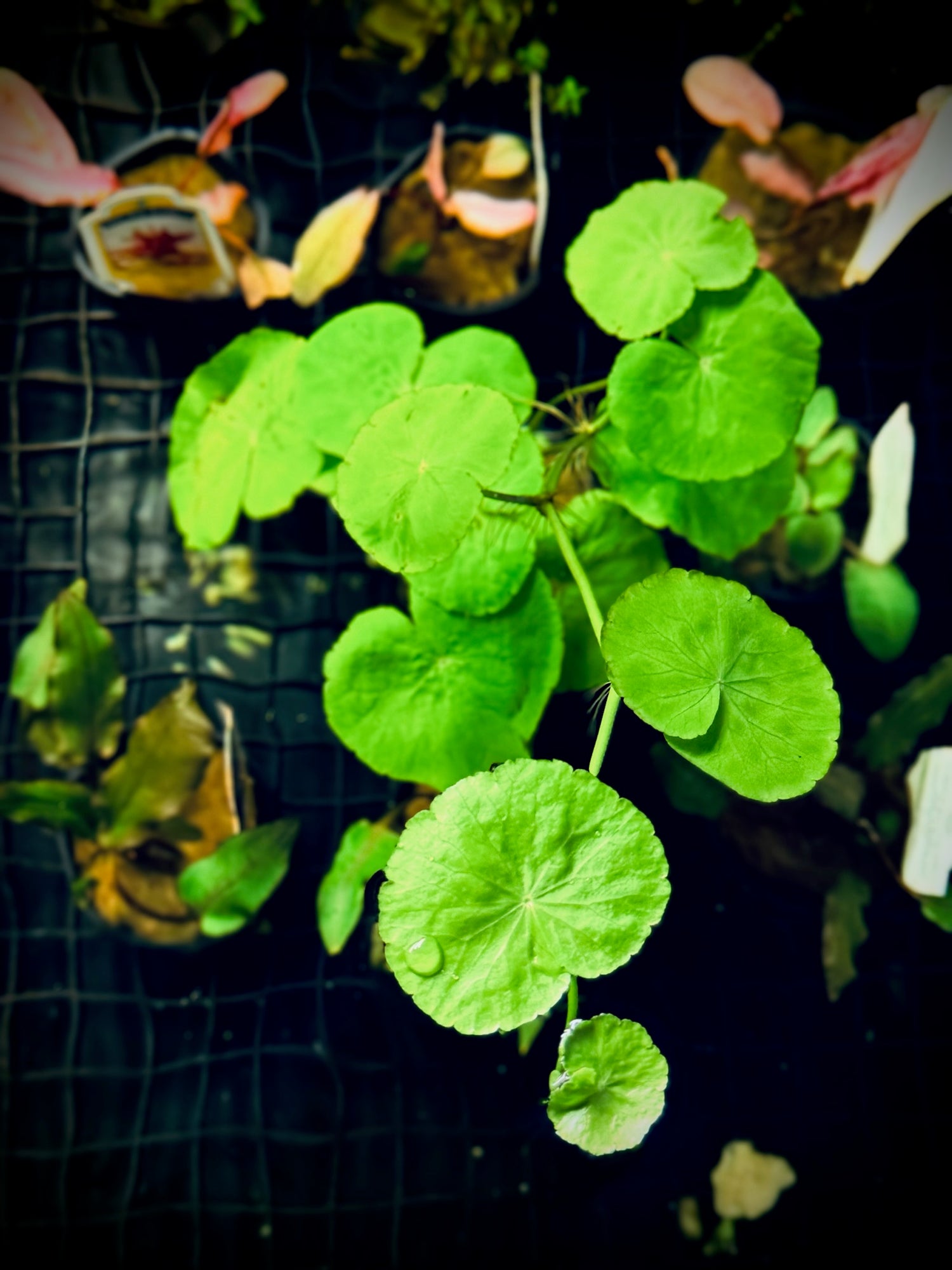 Brazilian Pennywort Plant Pot