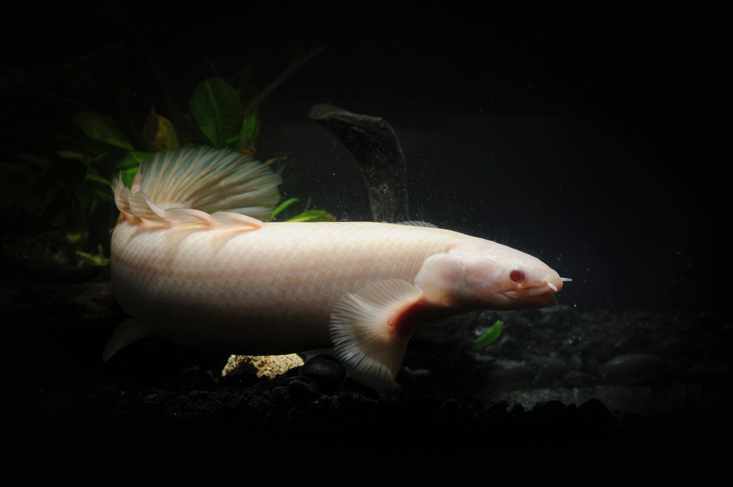 Albino Bichir