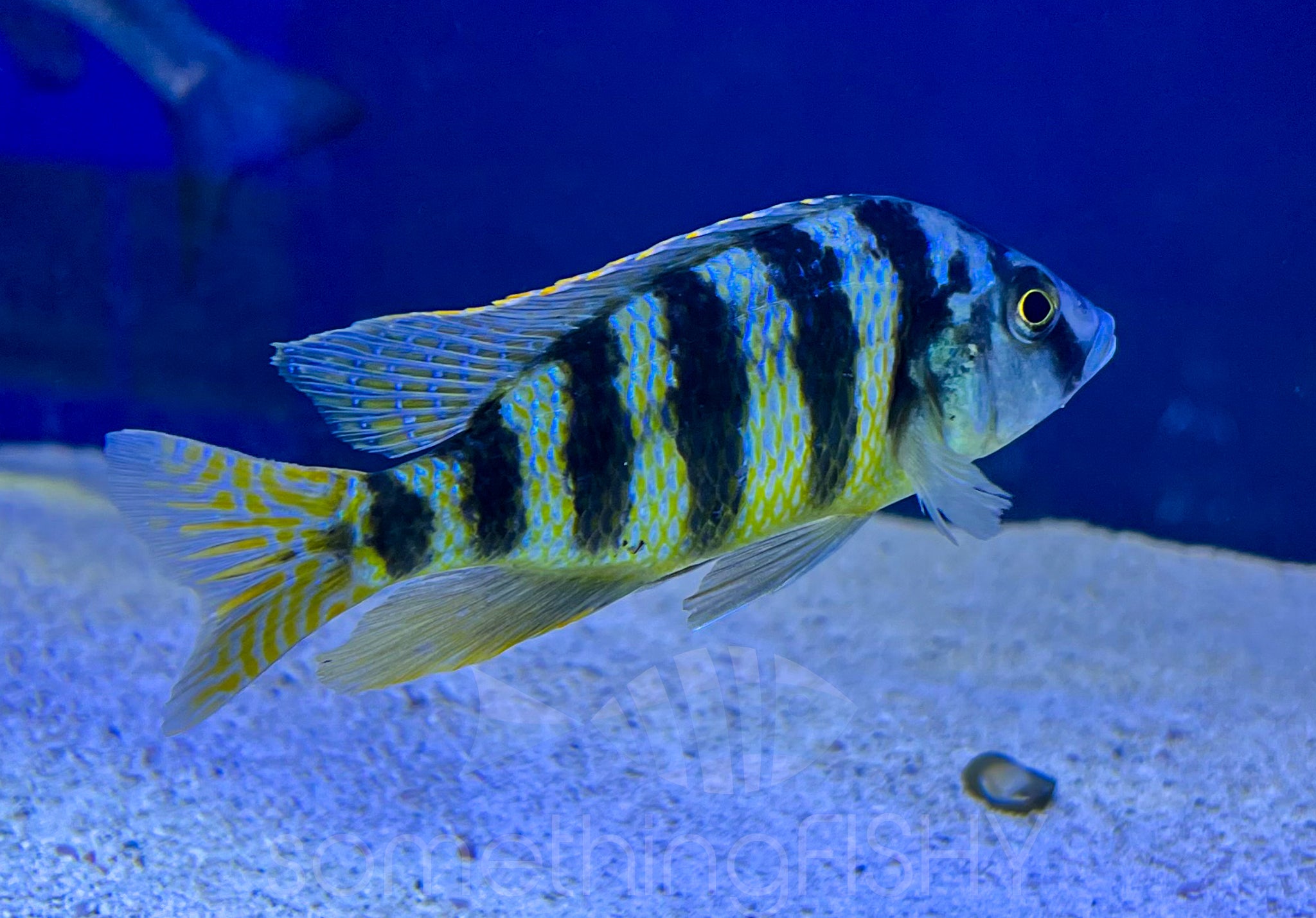 Placidochromis Johnstoni Cichlid – SomethingFishyLLC