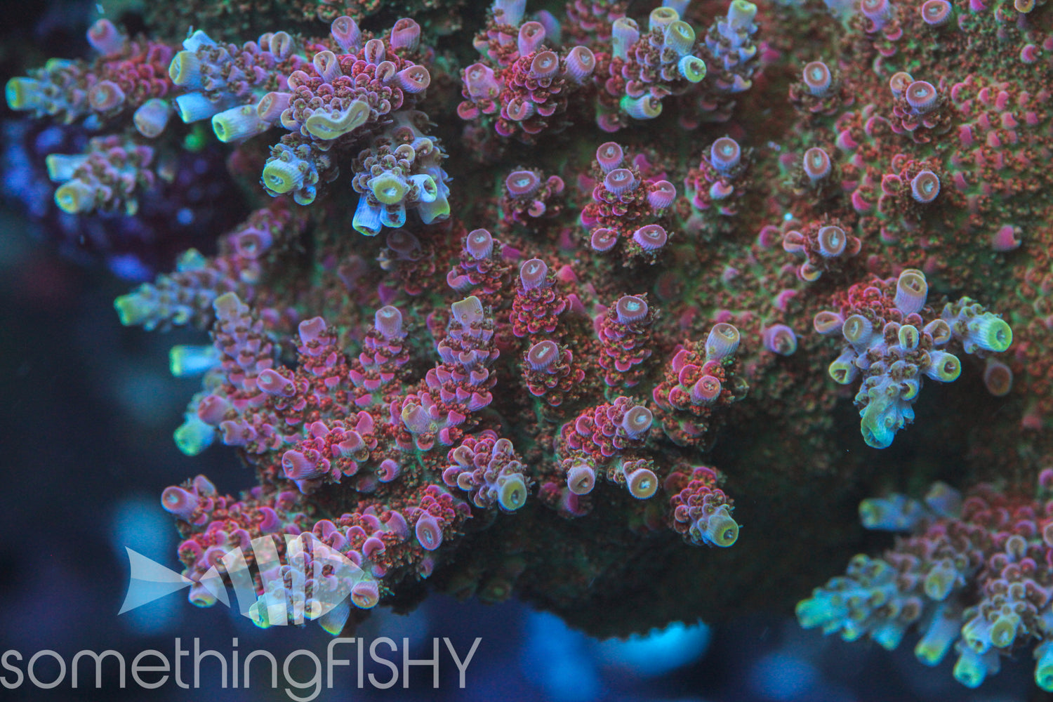 Bill Murray Acropora