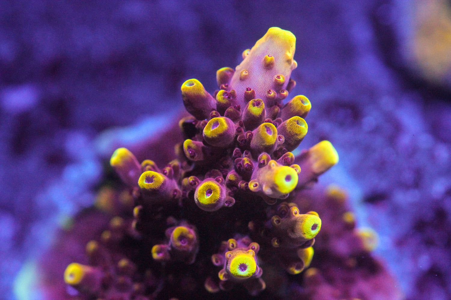 Fox Flame Acropora