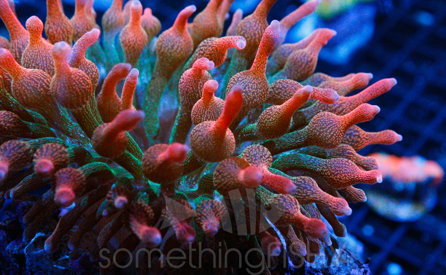 Rainbow Bubble Tip Anemone