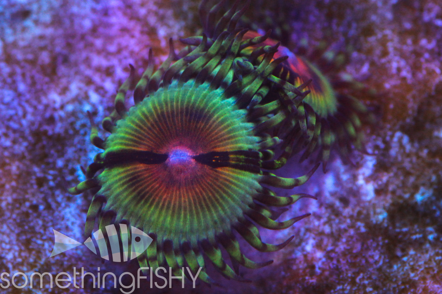 Bloodshot Paly/Zoa