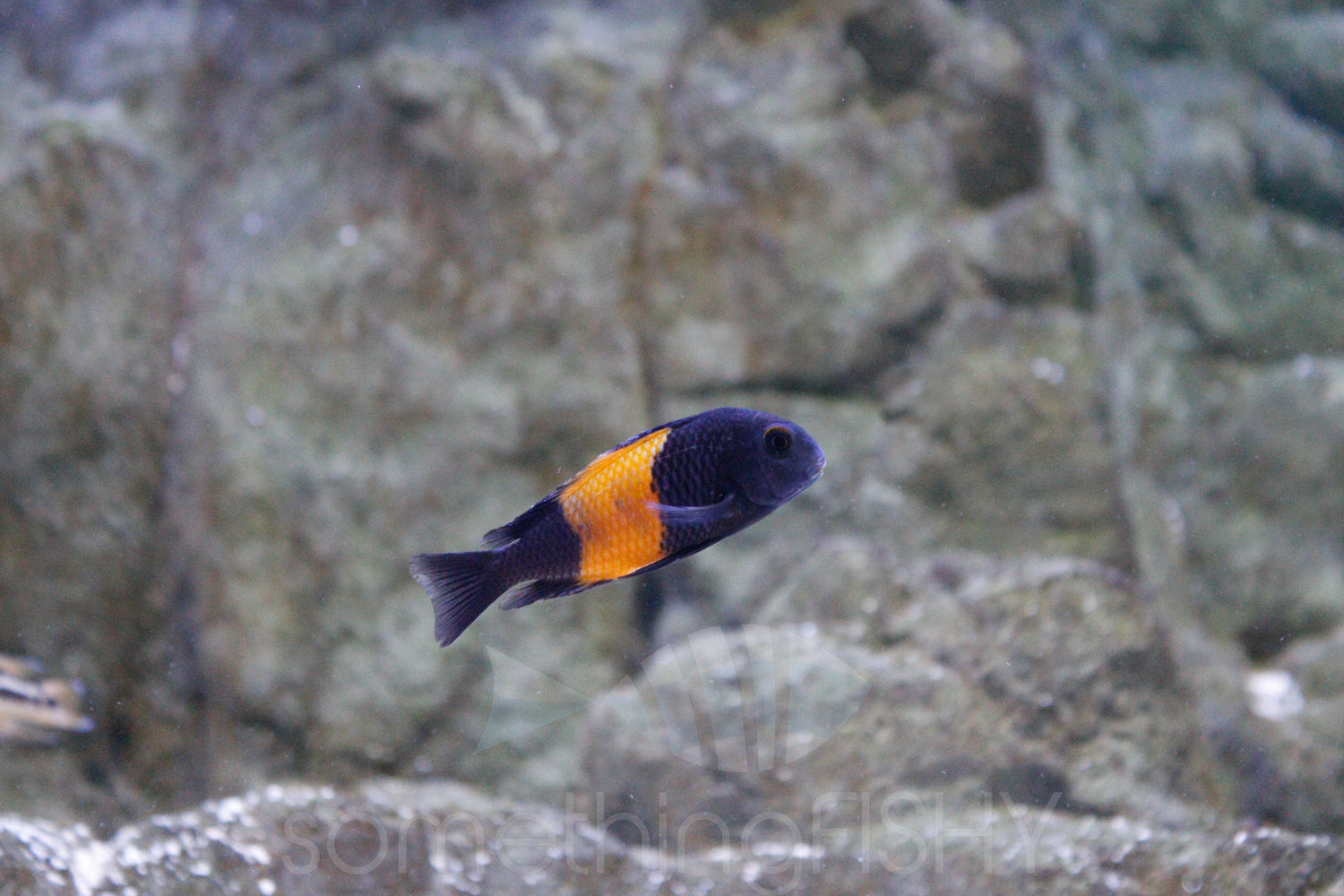 Tropheus Sp. Bemba