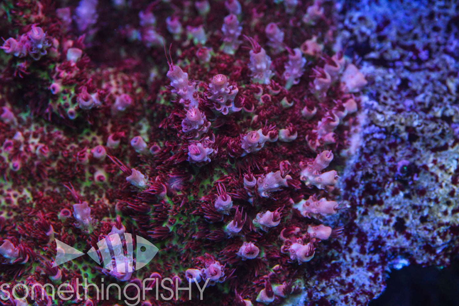 Red Planet Acropora