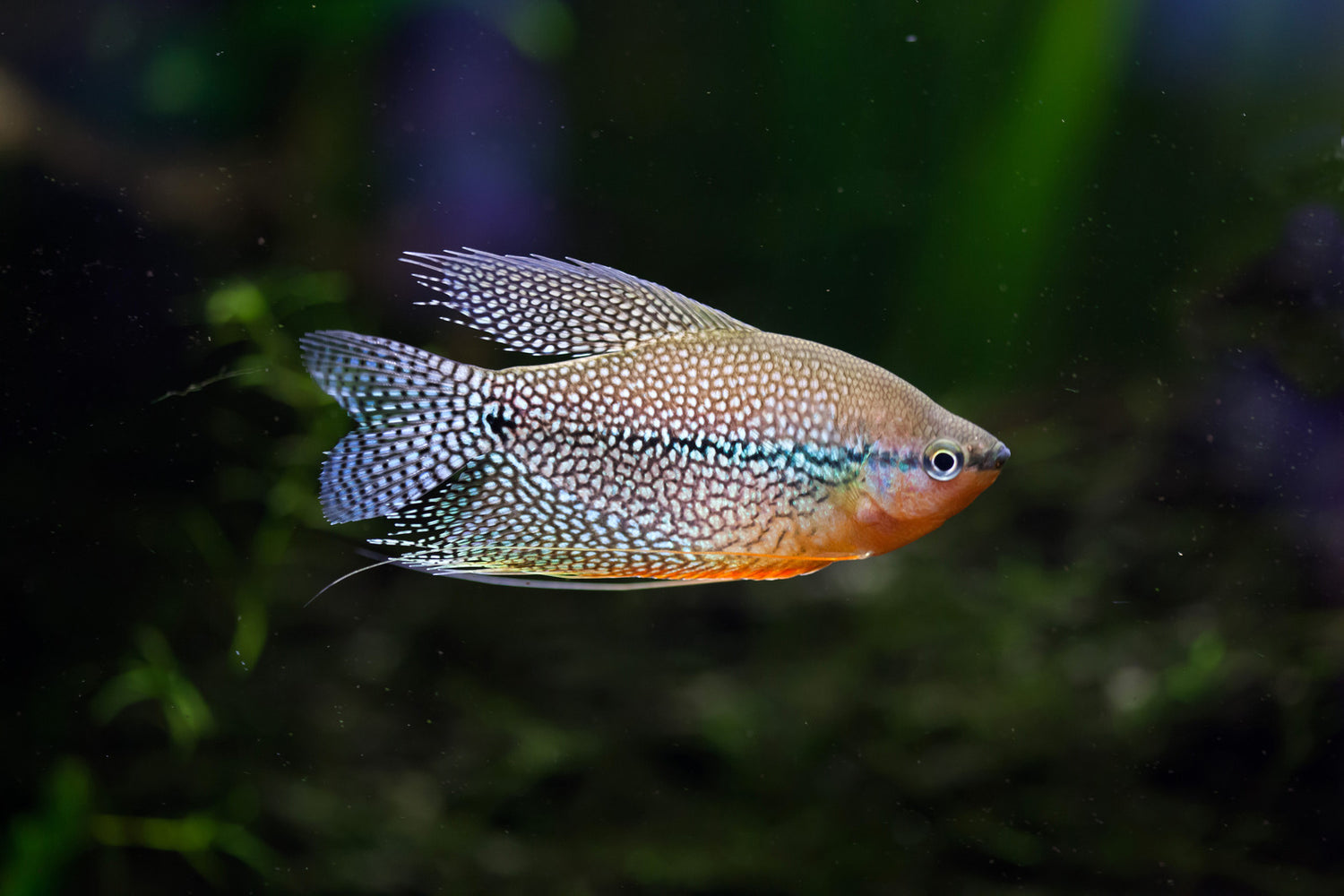 Pearl Gourami