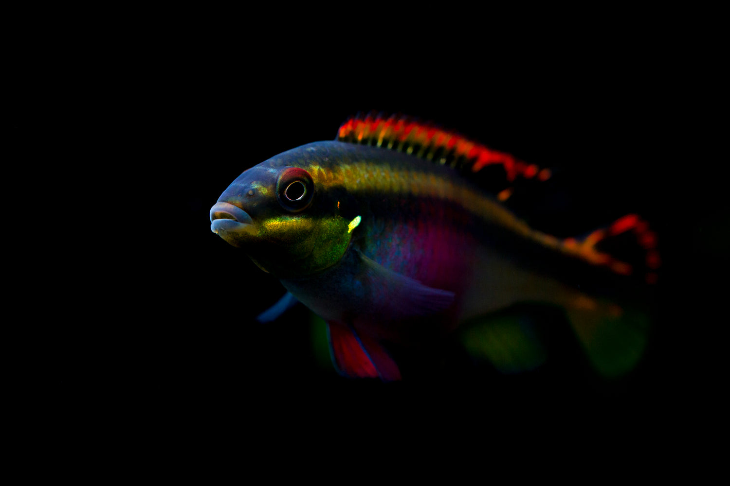 Kribensis Cichlid