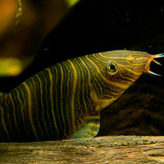 Zebra Striata Loach