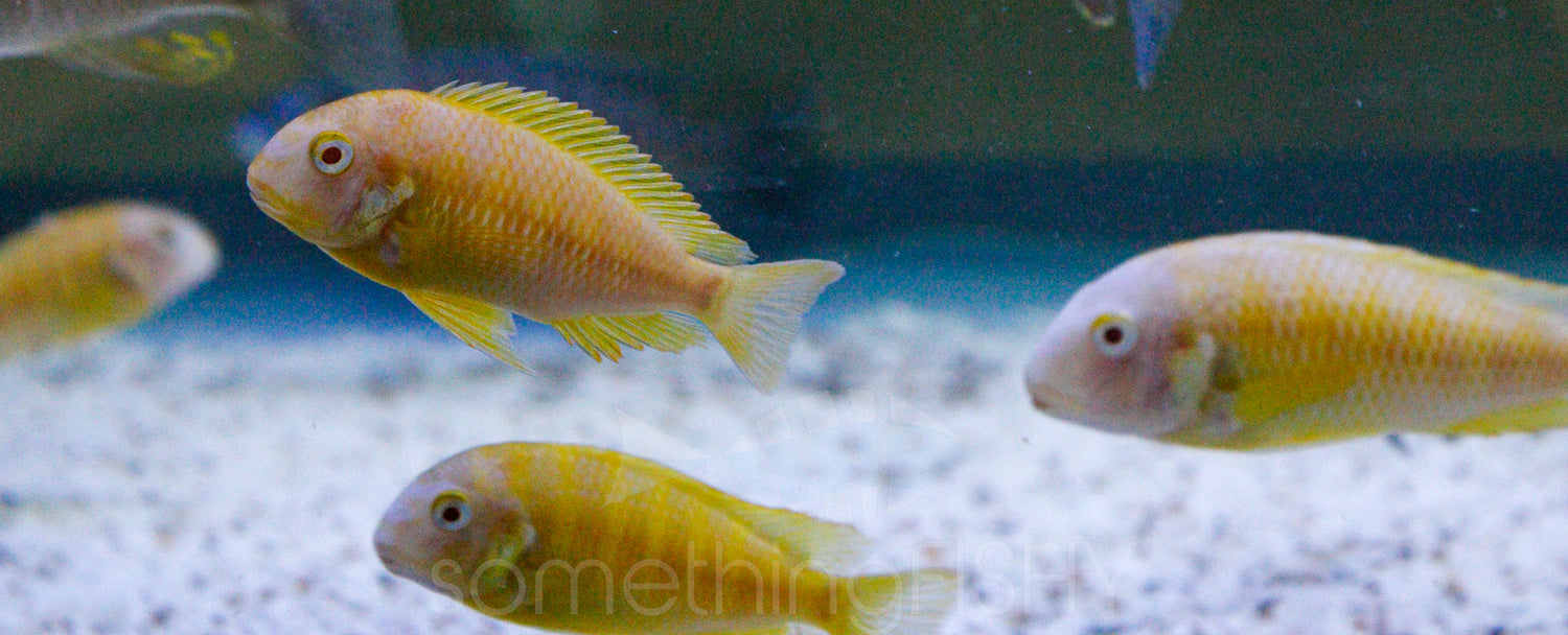 Tropheus Brichardi Albino Kipili Cichlid 2