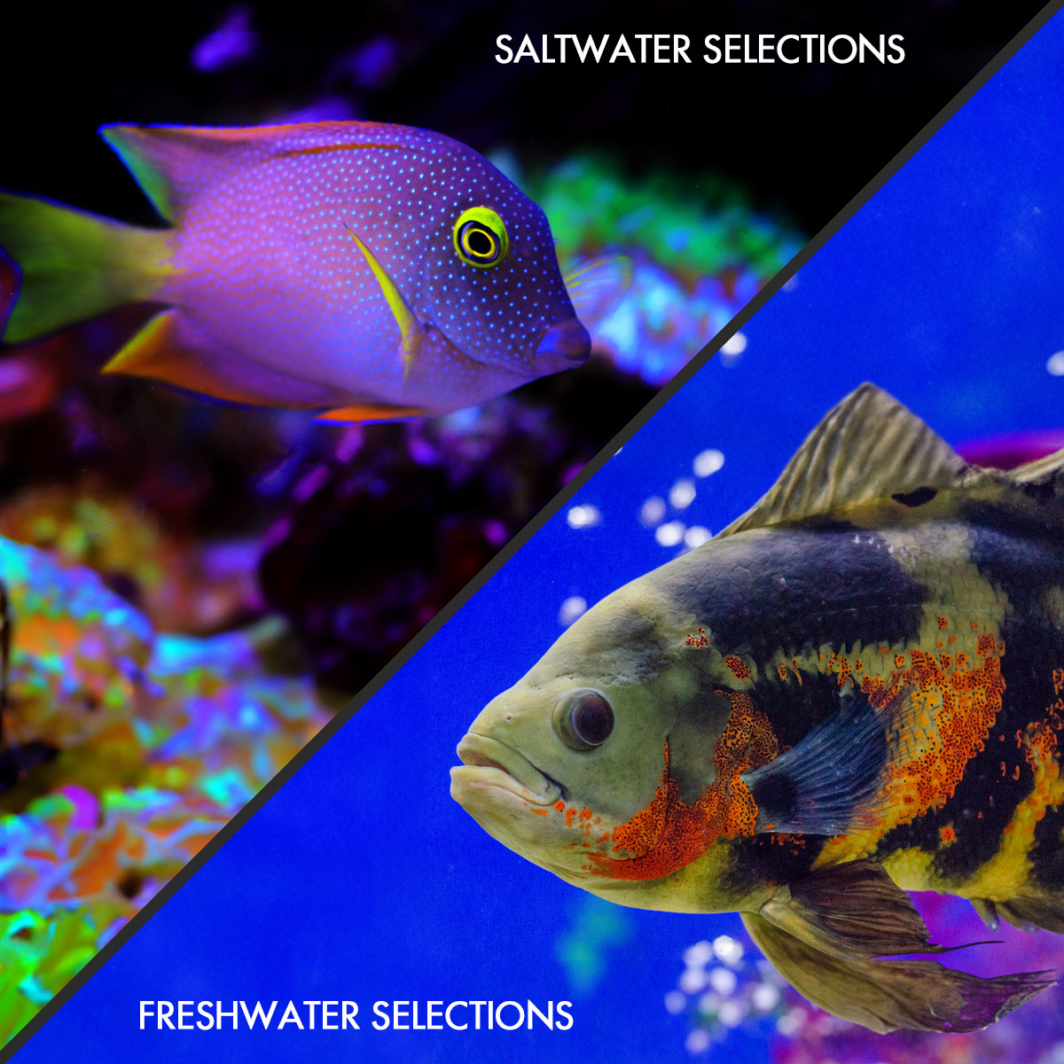 Saltwater aquarium hotsell online store