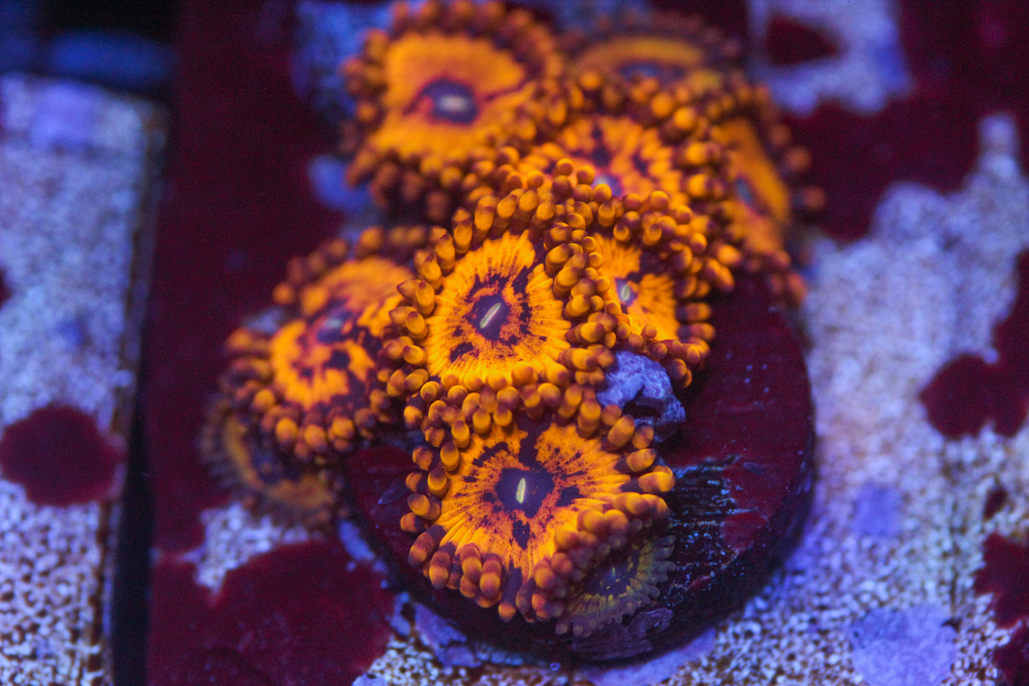 Spellbinder Paly/Zoa