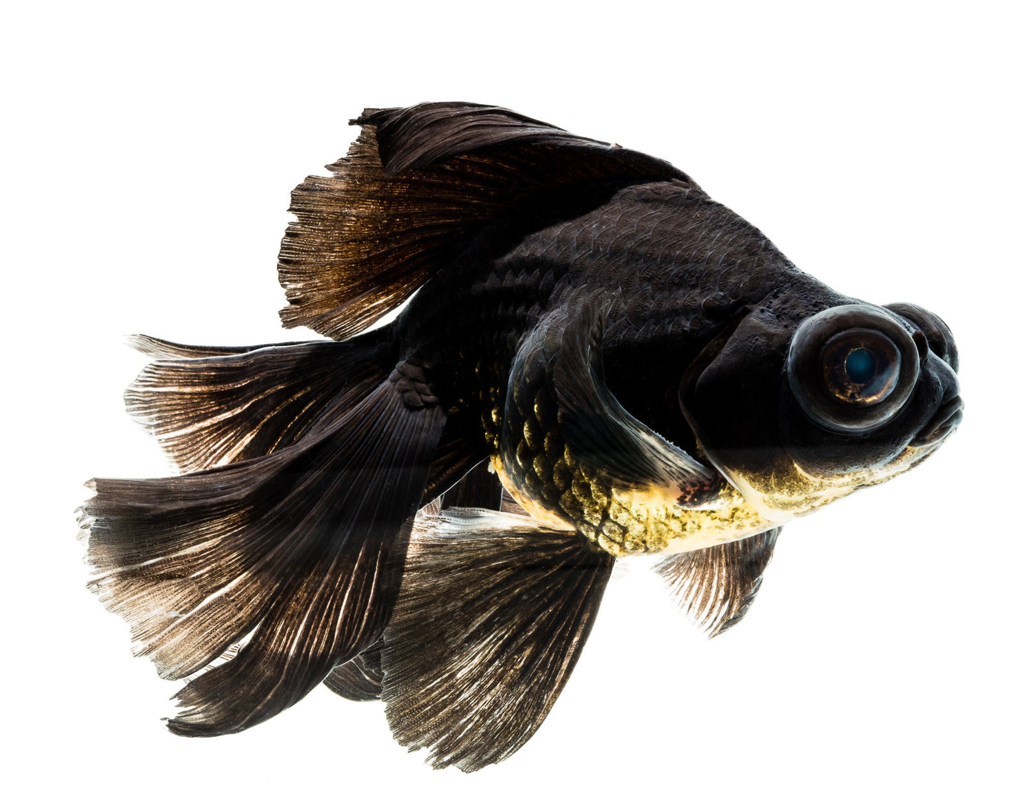 Black Moor Goldfish