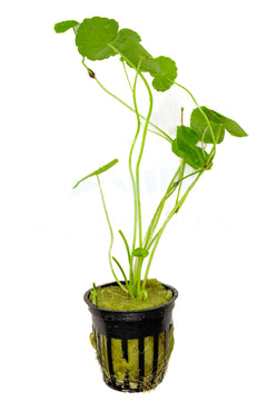 Brazilian Pennywort Plant Pot