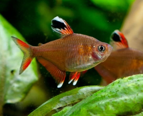 Candy Cane Tetra