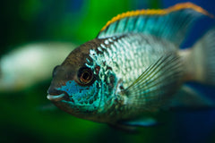 Electric Blue Acara Cichlid