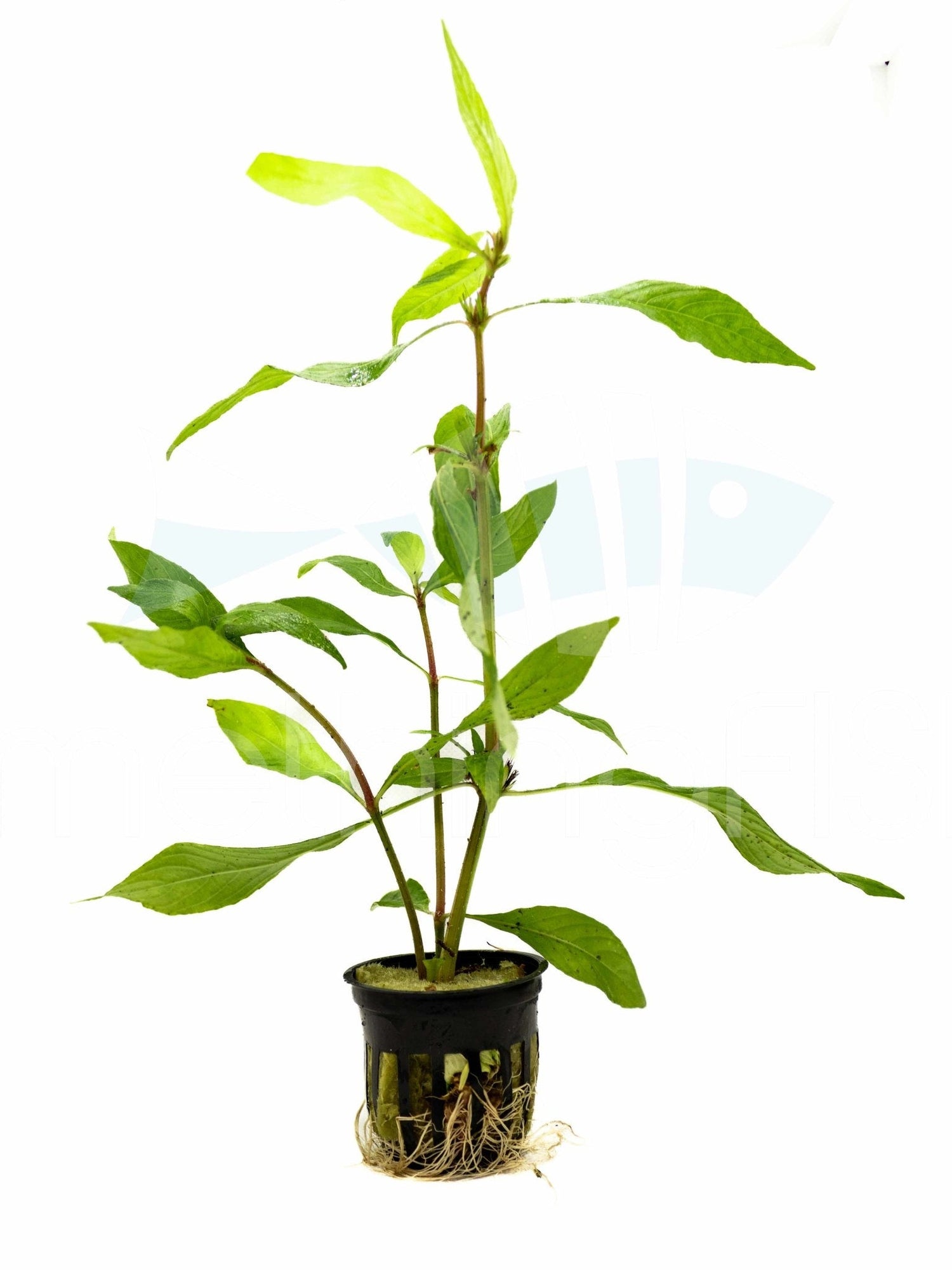Hygrophila Willow Plant Pot