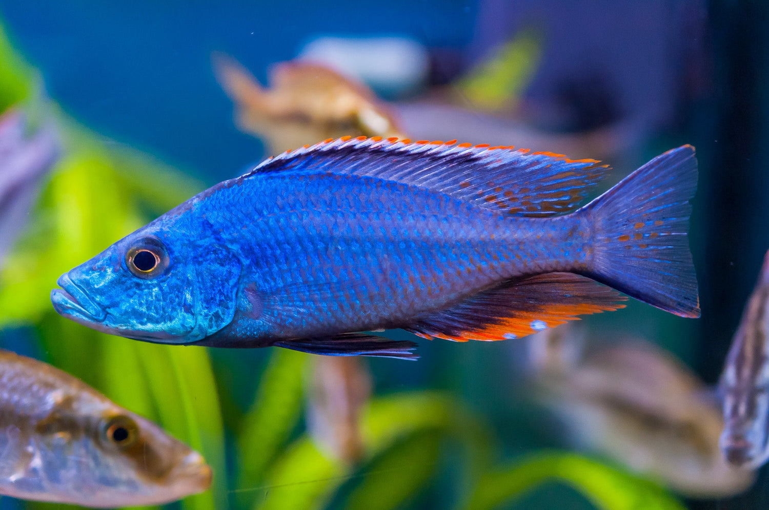 Malawi Compressiceps Cichlid LG