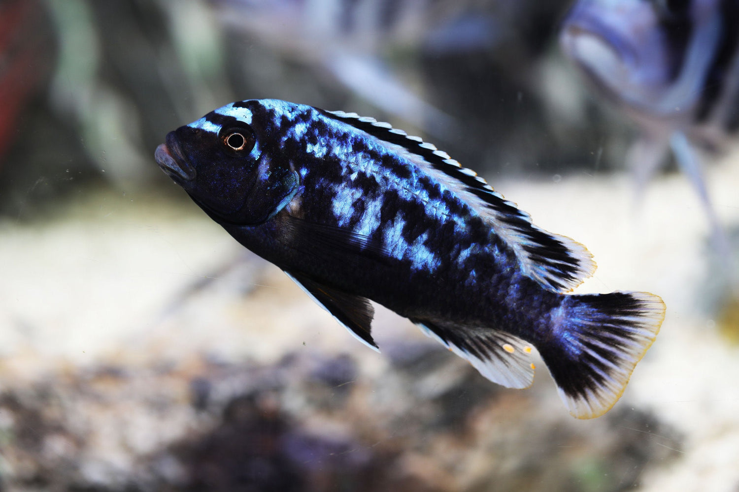 Metriaclima Msobo Cichlid