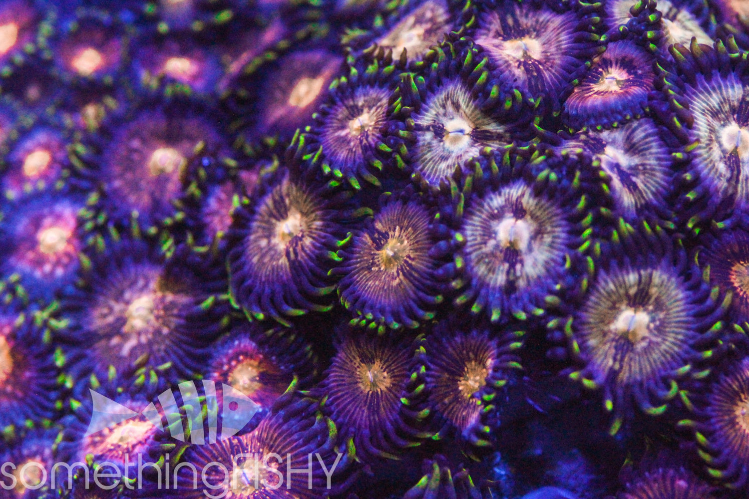 Nirvana Paly/Zoa