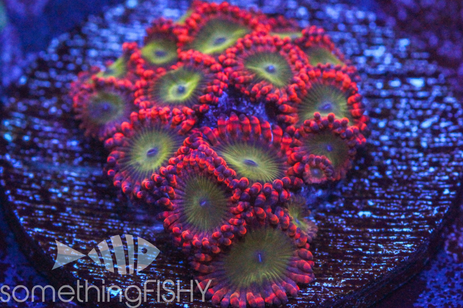 Oompa Loompa Paly/Zoa