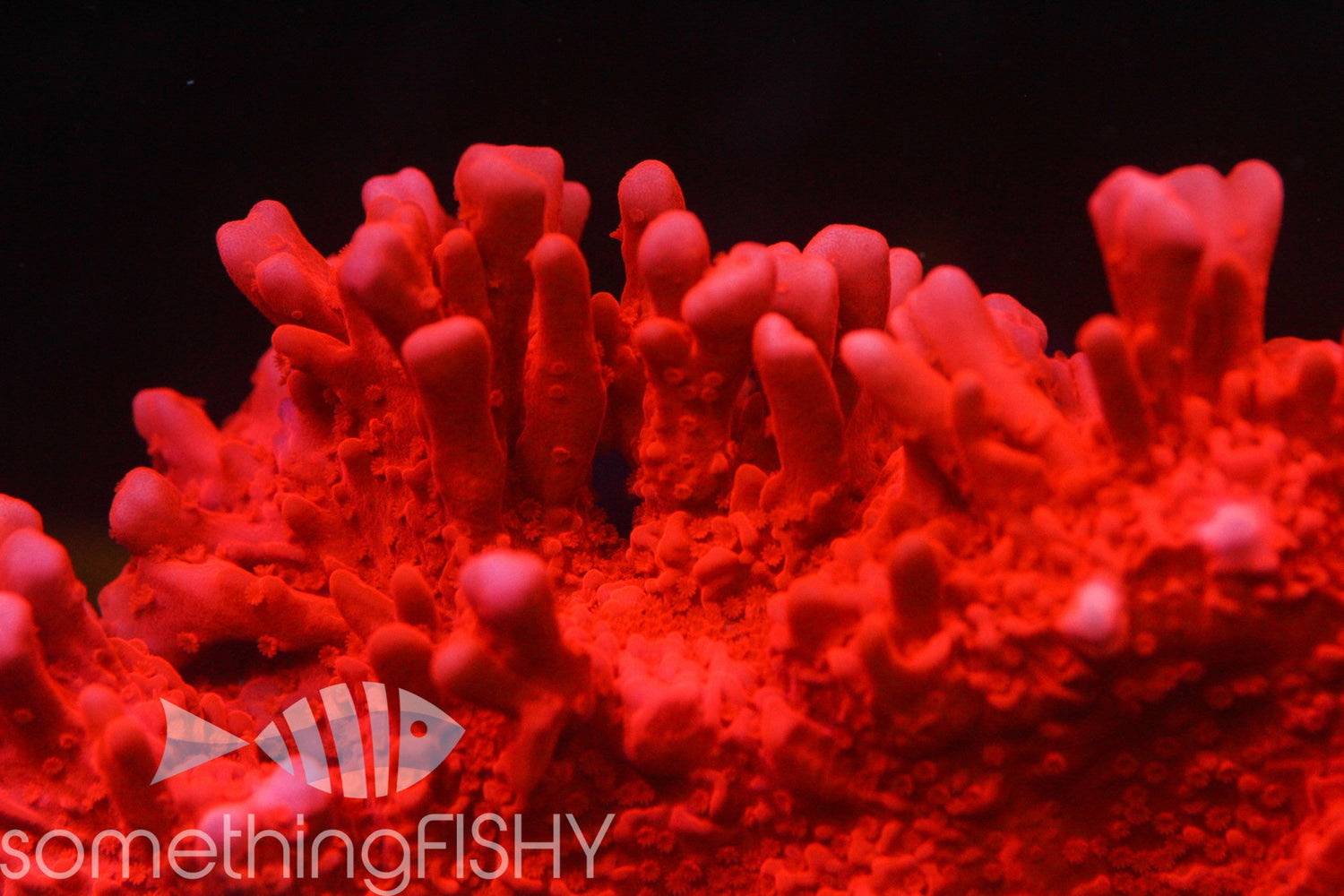 Red Setosa Montipora