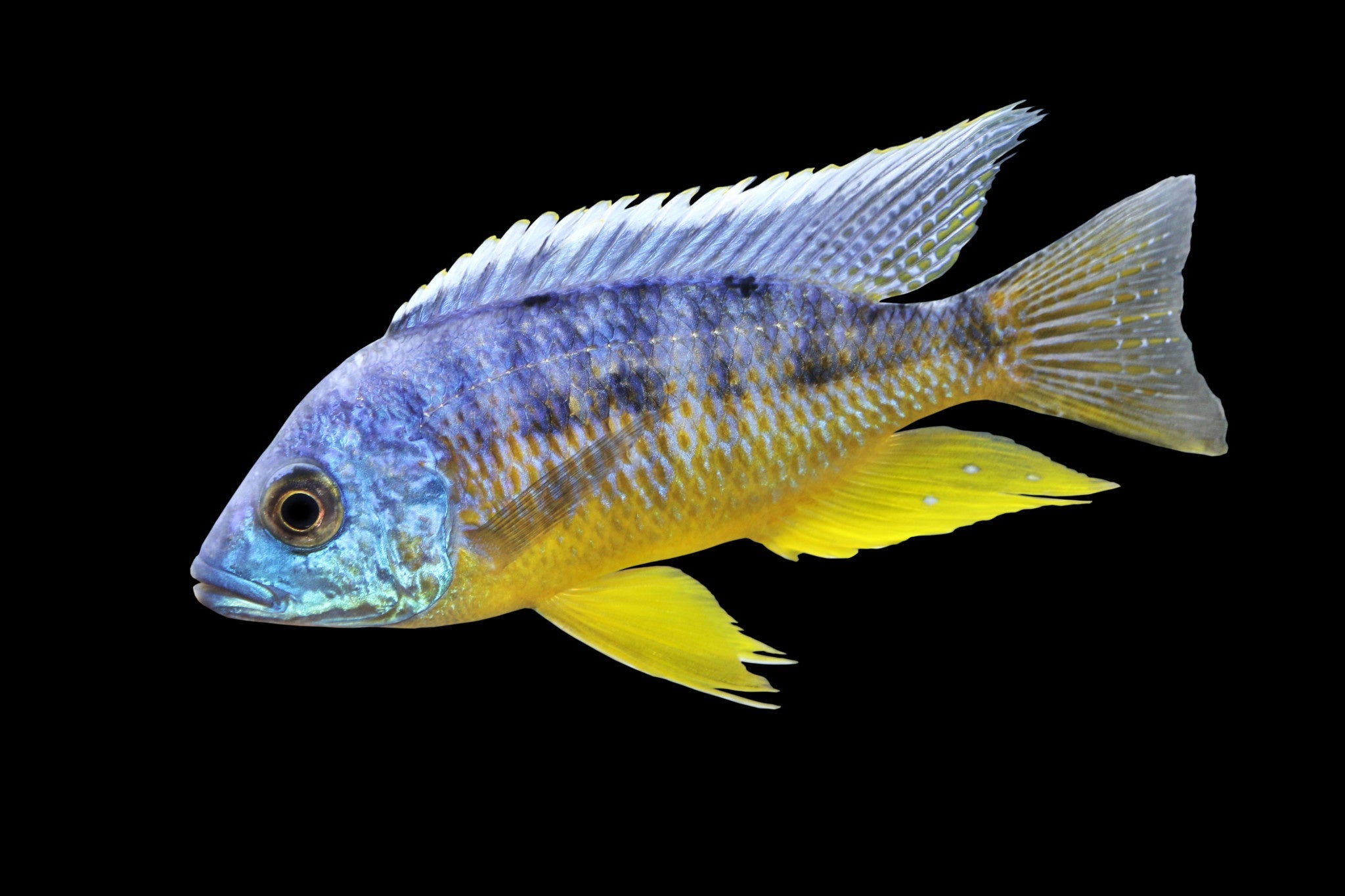 Protomelas Insignus Cichlid – SomethingFishyLLC