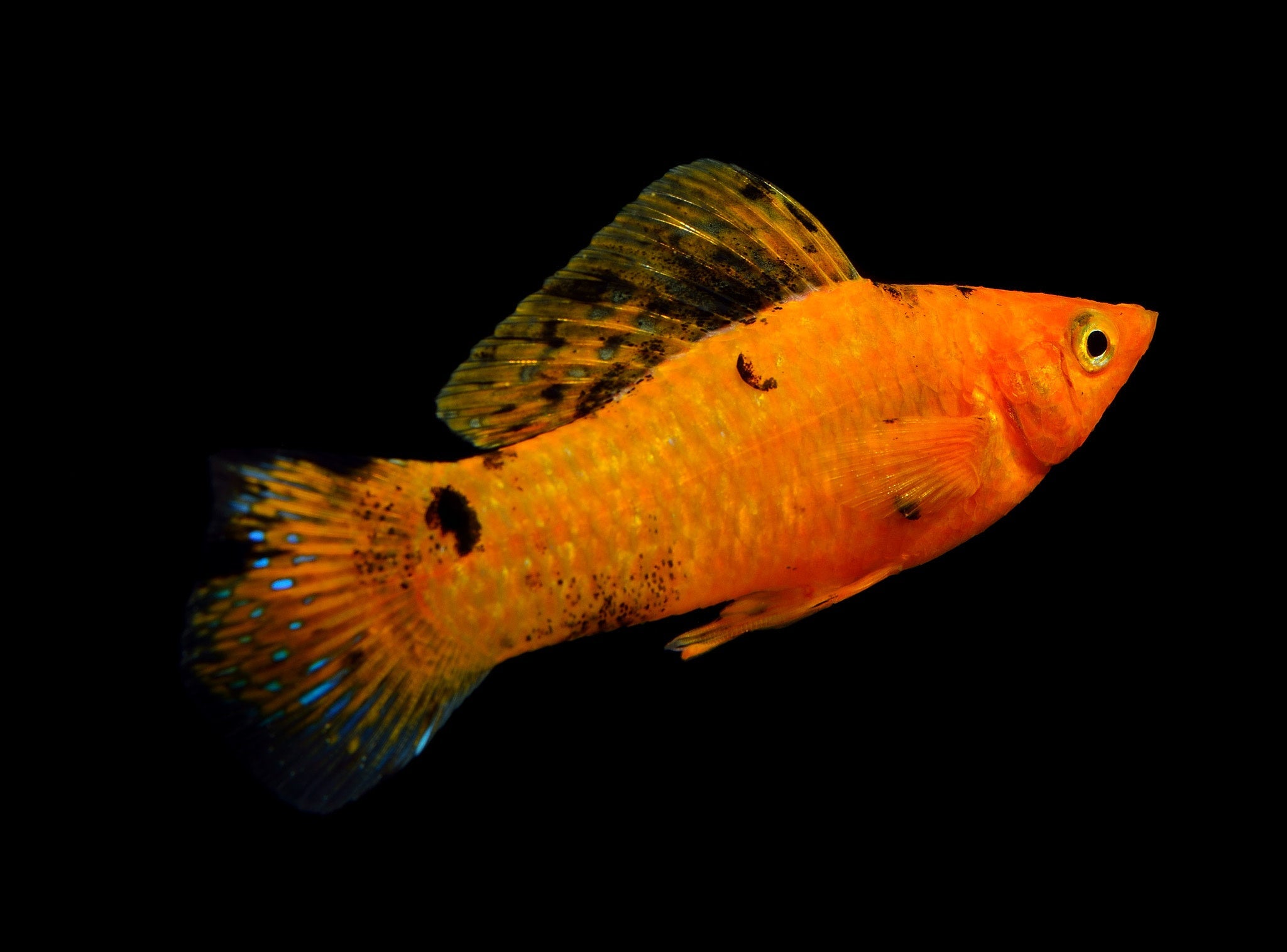 Sunset Sailfin Molly – SomethingFishyLLC